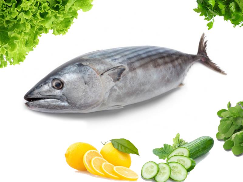Tombik Balığı Tombik Balığı