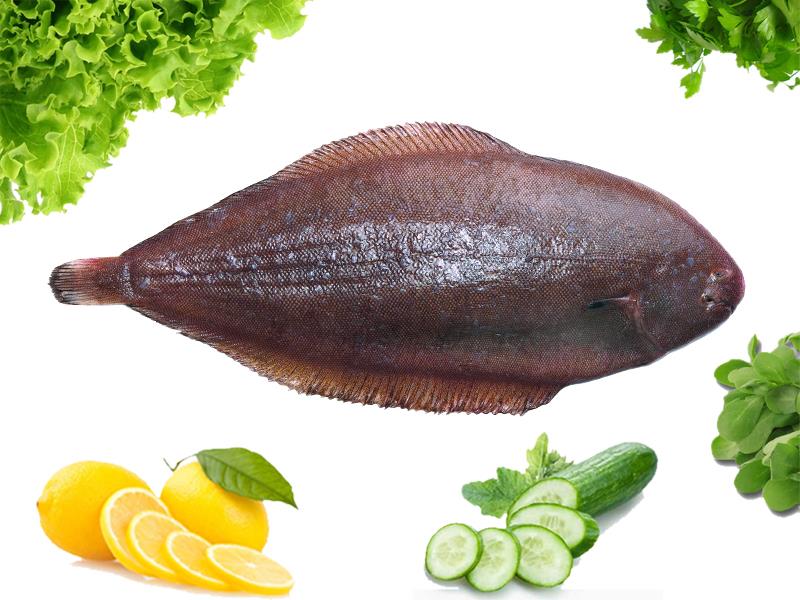 Dil Balığı Dil Balığı